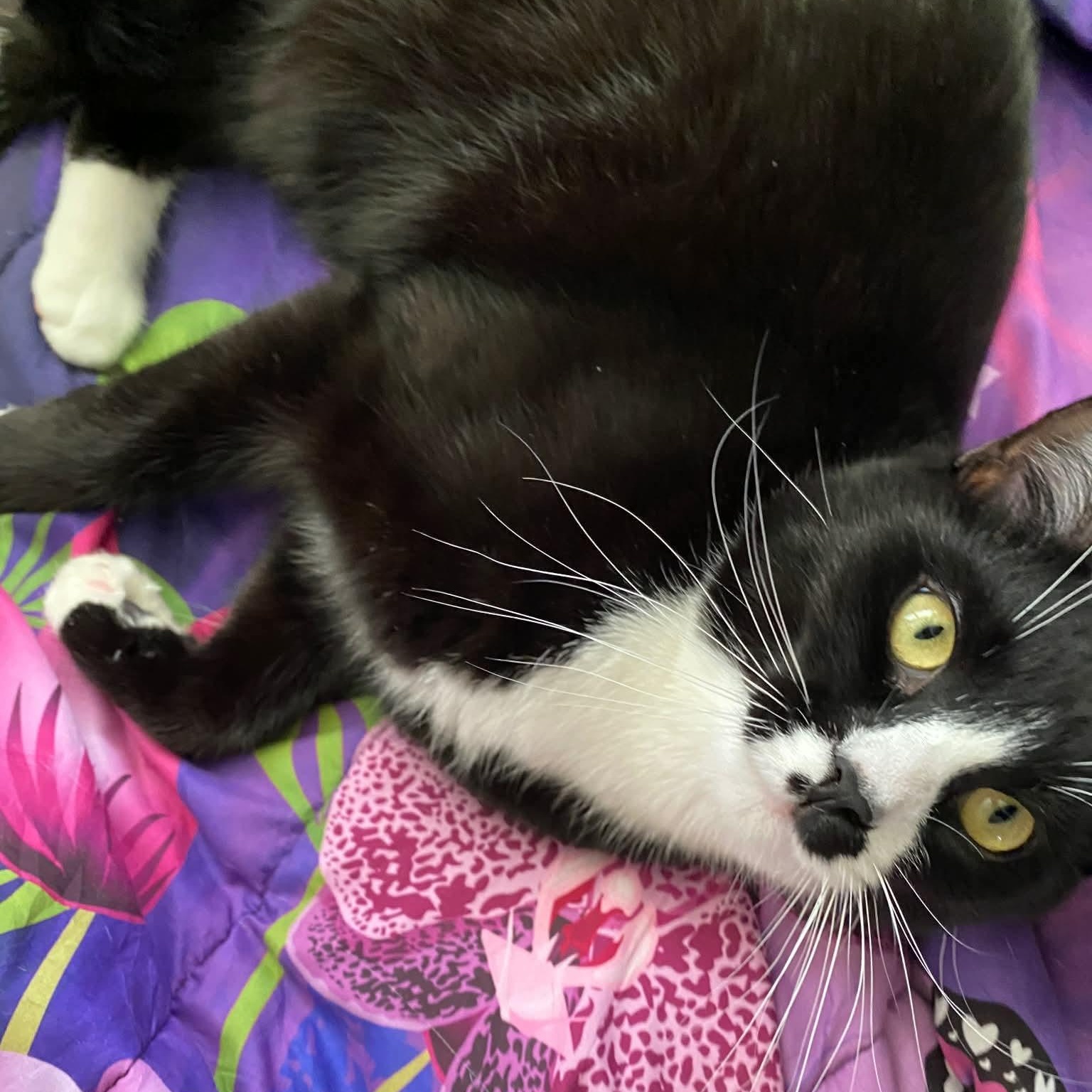 Enlarge Pepper-Teenage Tuxies , a Adoptable mixed breed in Gladstone, OR image 4/5
