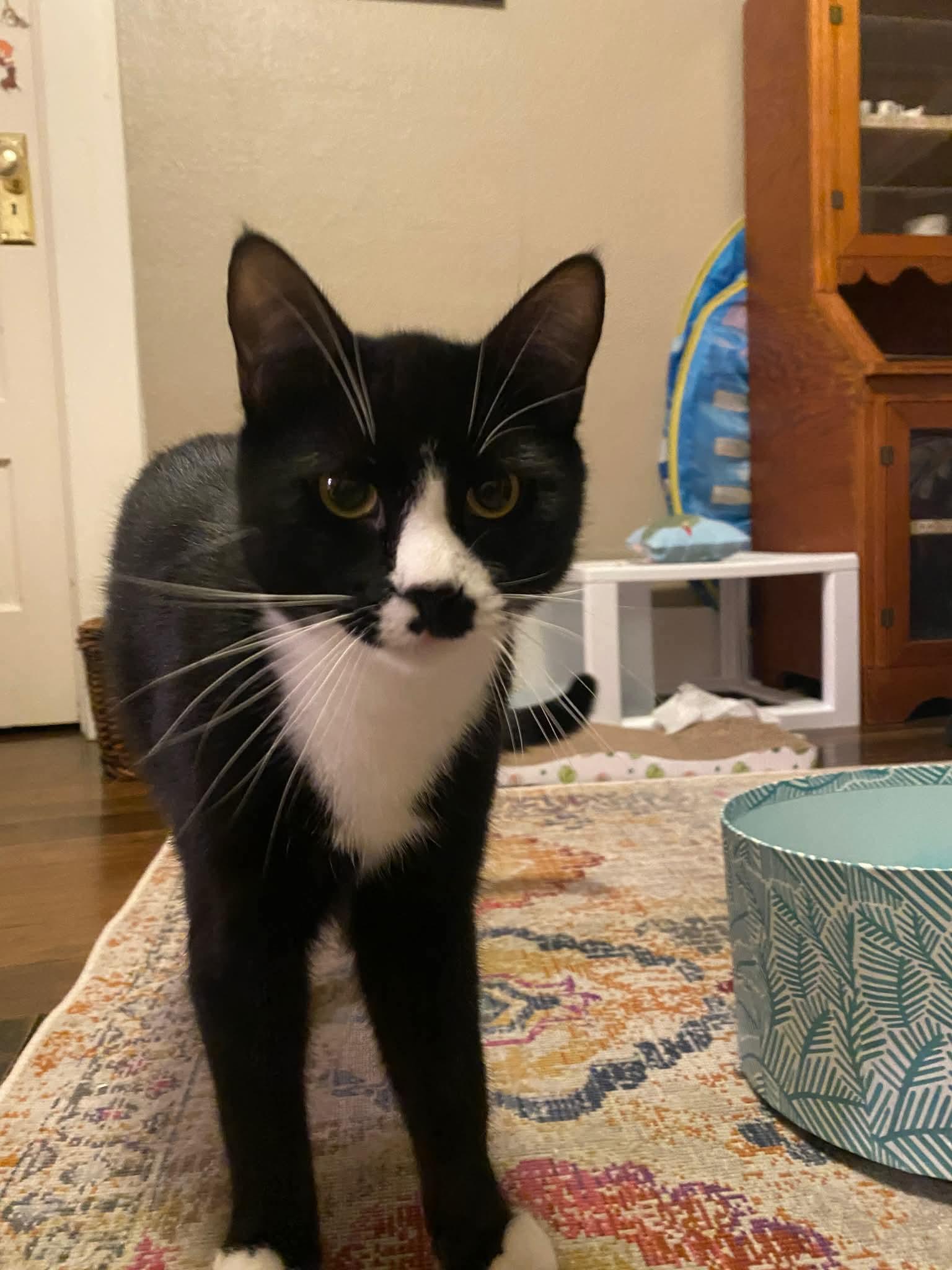 Enlarge Pepper-Teenage Tuxies , a Adoptable mixed breed in Gladstone, OR image 3/5