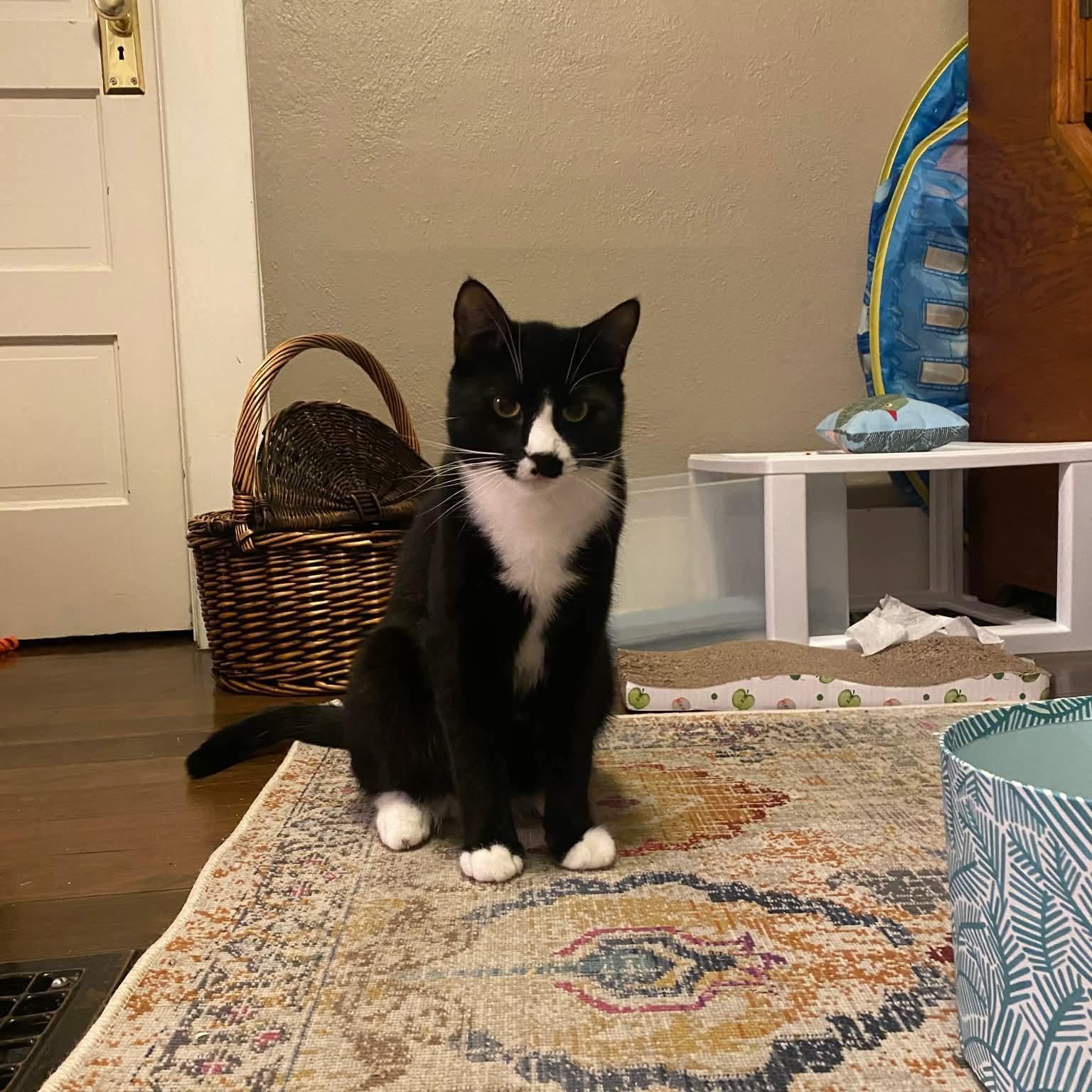 Pepper-Teenage Tuxies , Adoptable, Kitten Male Tuxedo & Domestic Short Hair.