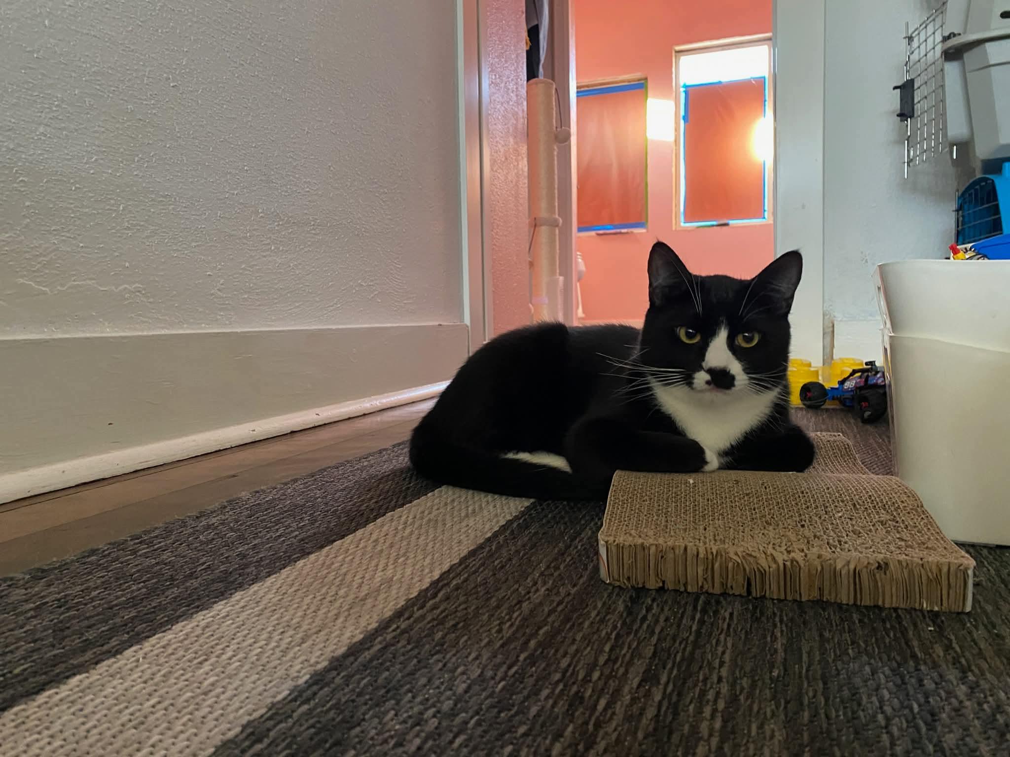 Enlarge Pepper-Teenage Tuxies , a Adoptable mixed breed in Gladstone, OR image 5/5