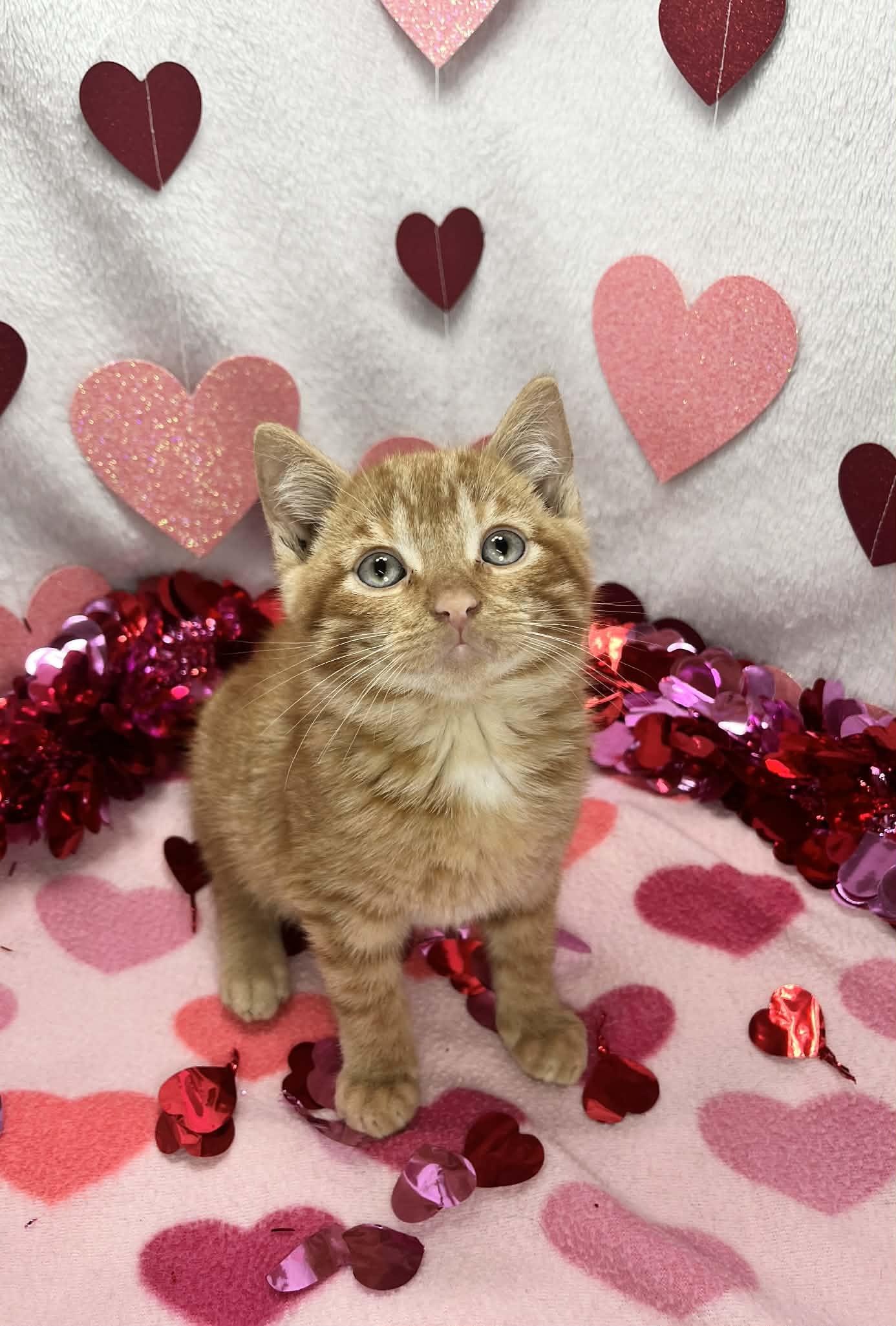 Enlarge Tapatio , an adopted Domestic Short Hair in Tavares, FL image 1/3