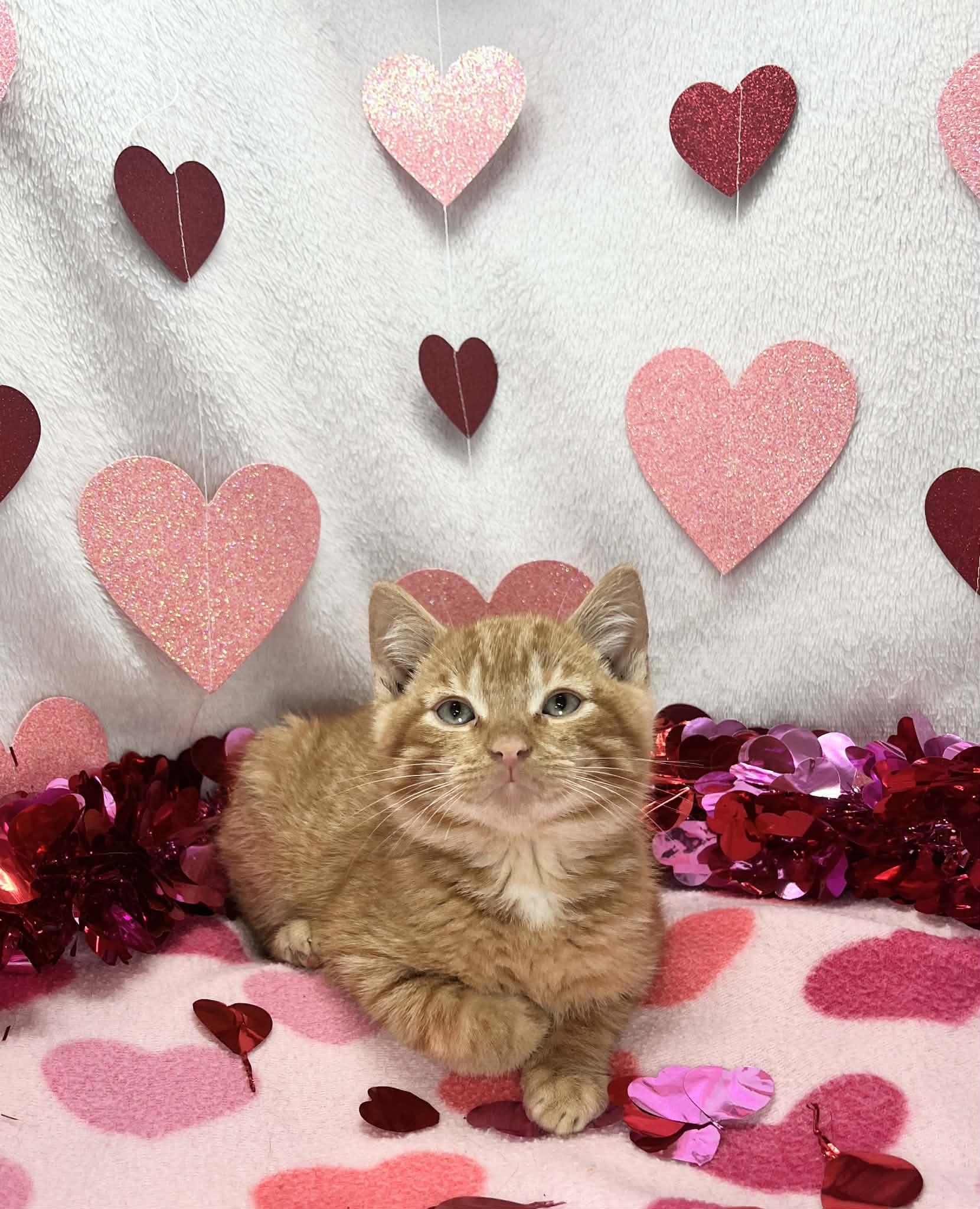 Enlarge Tapatio , an adopted Domestic Short Hair in Tavares, FL image 3/3