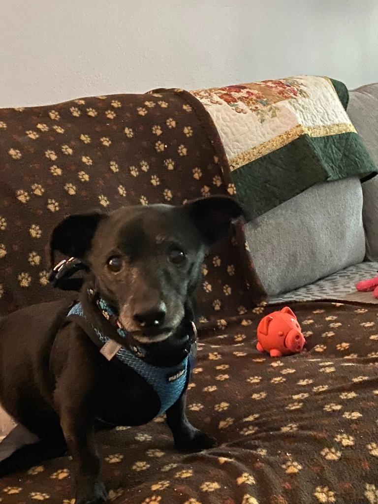 Enlarge Zeus, a Adoptable mixed breed in El Cajon, CA image 2/6