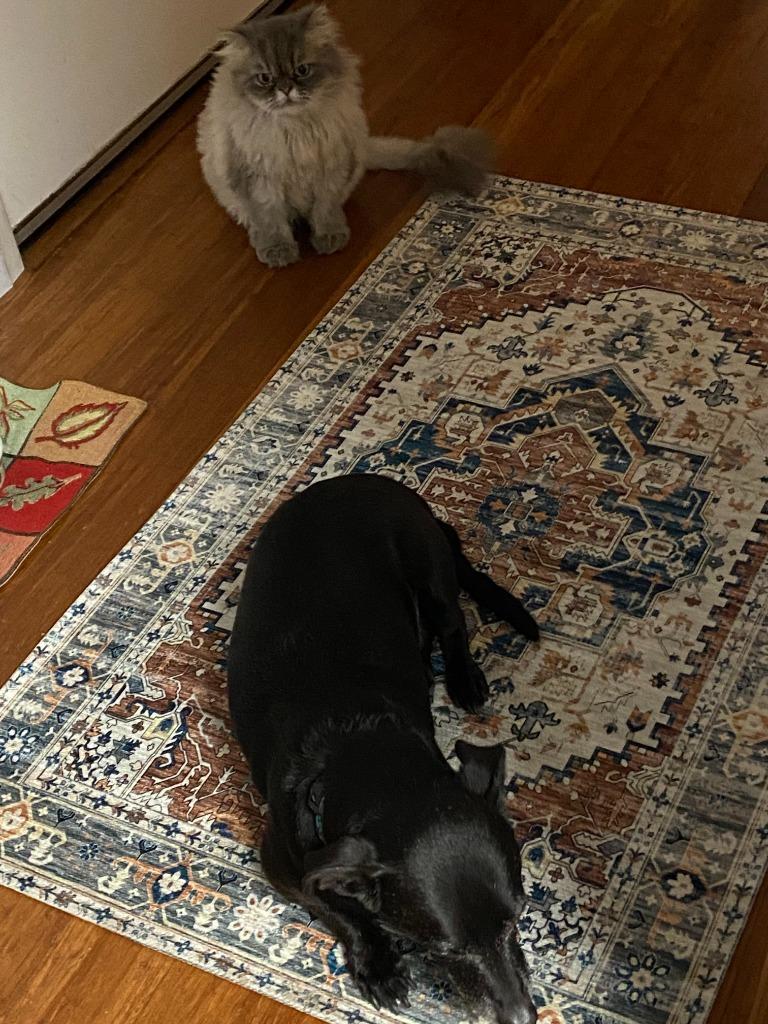 Enlarge Zeus, a Adoptable mixed breed in El Cajon, CA image 3/6