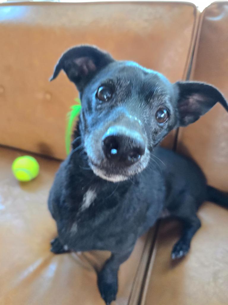 Enlarge Zeus, a Adoptable mixed breed in El Cajon, CA image 4/6