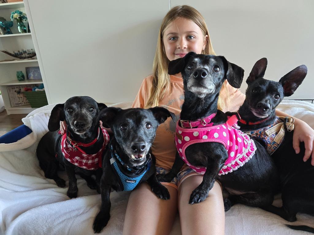 Enlarge Zeus, a Adoptable mixed breed in El Cajon, CA image 5/6