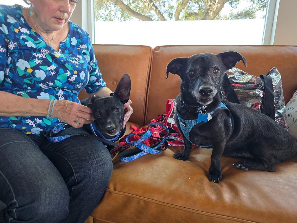 Enlarge Zeus, a Adoptable mixed breed in El Cajon, CA image 6/6