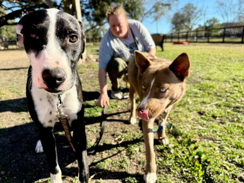 Dakota Darling Certified Lover Boy