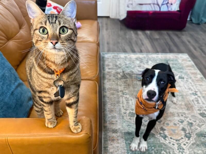 Dakota Darling Certified Lover Boy — thumbnail 4