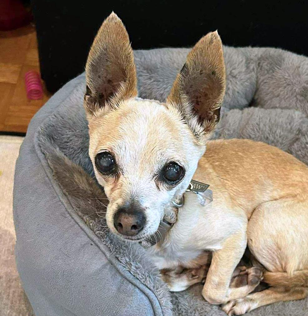 Enlarge Bernice (AO36426), an adopted Chihuahua in Kansas City, KS image 1/2