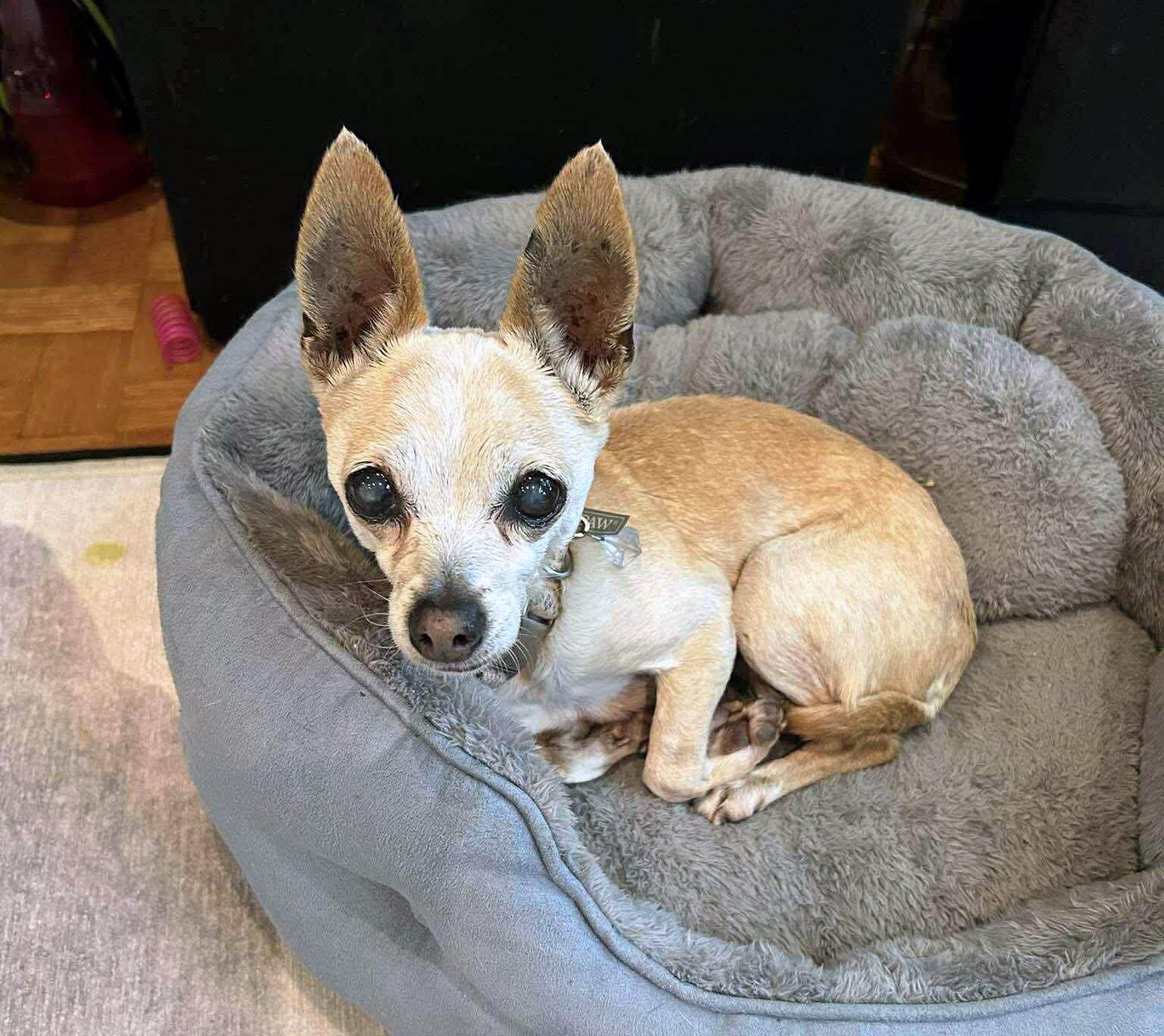 Enlarge Bernice (AO36426), an adopted Chihuahua in Kansas City, KS image 2/2
