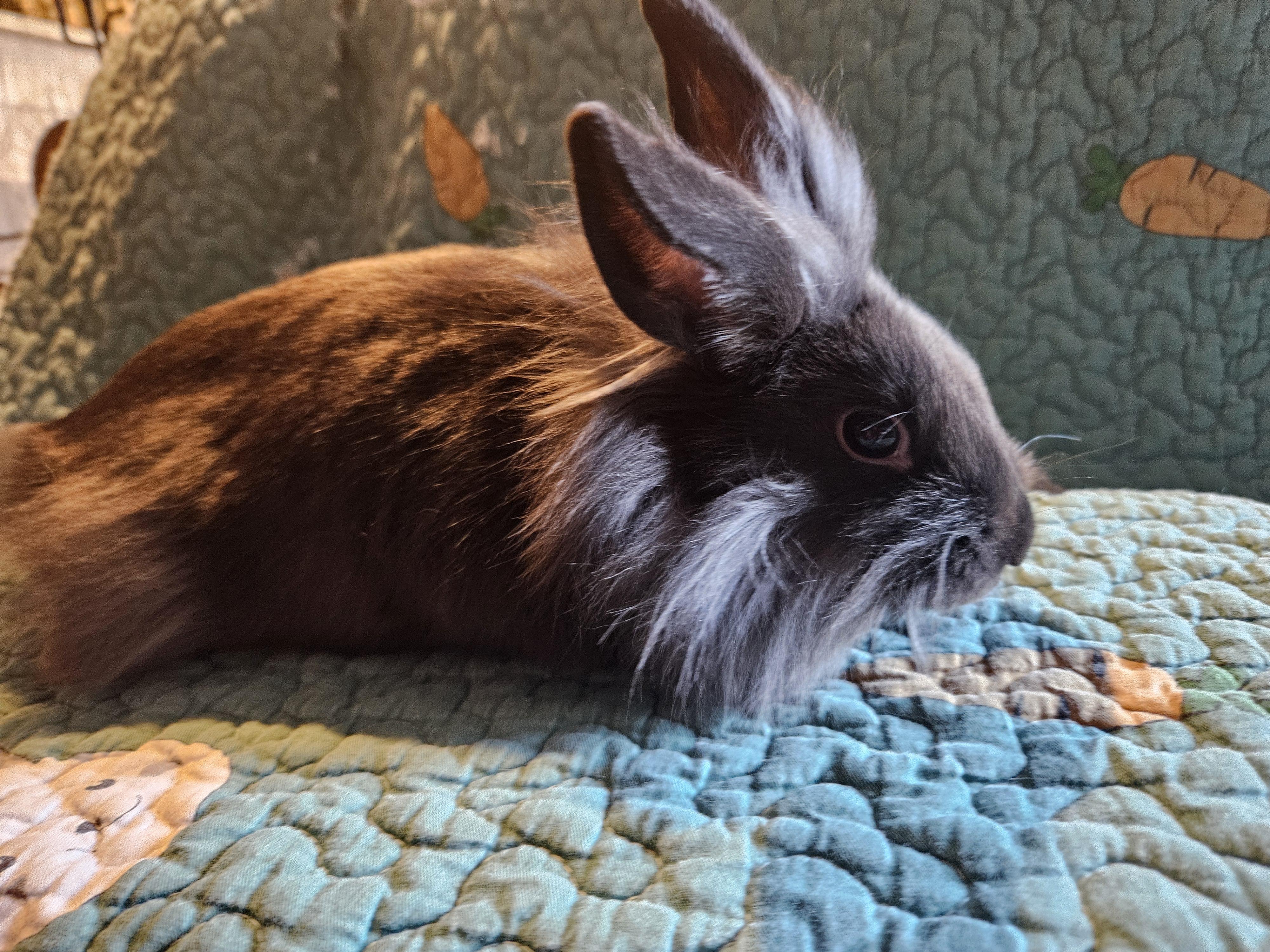 Bear, adopted, Baby Female Lionhead & Mini Rex.