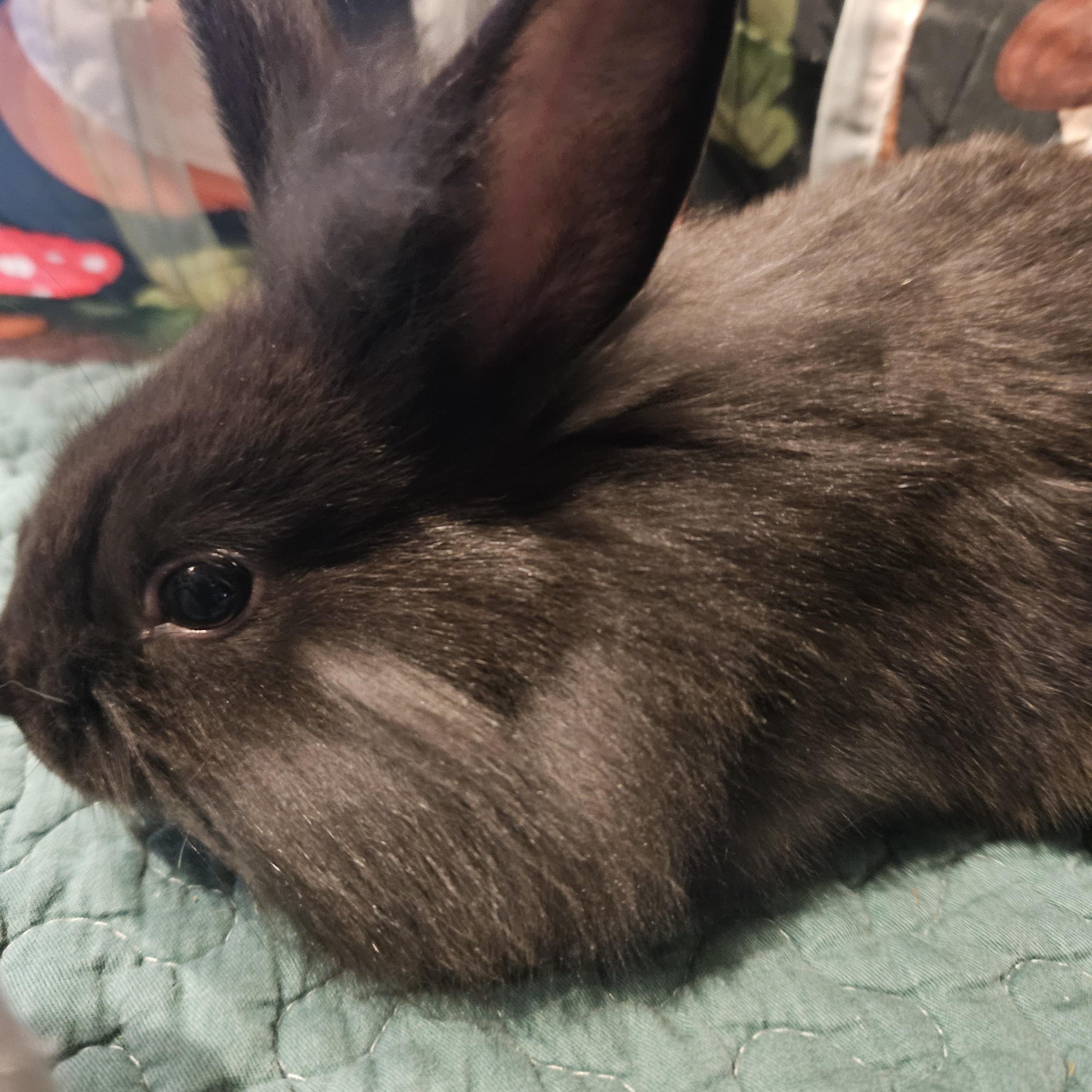 Enlarge Bear, an adopted mixed breed in FOLEY, AL image 3/4