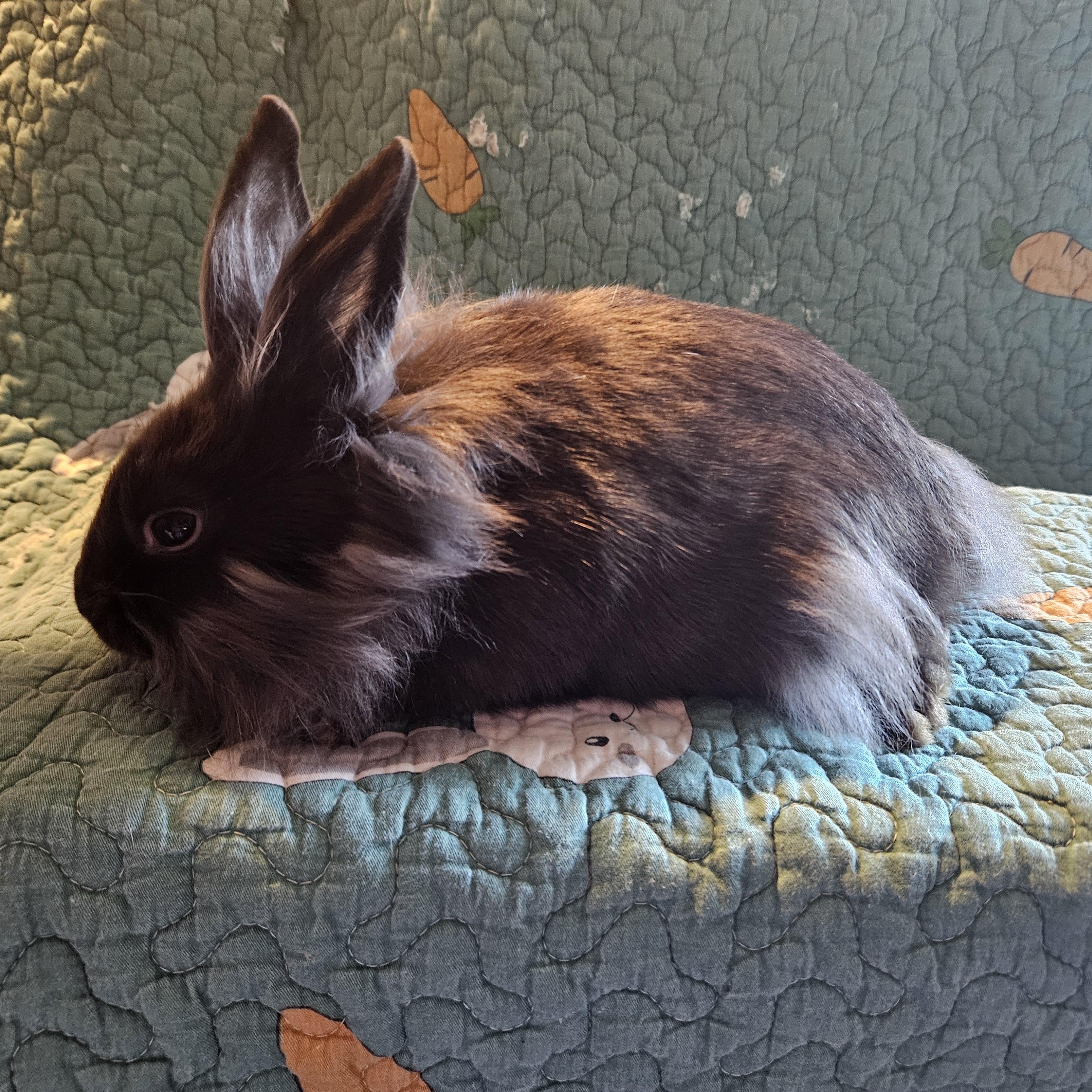 Enlarge Bear, an adopted mixed breed in FOLEY, AL image 4/4