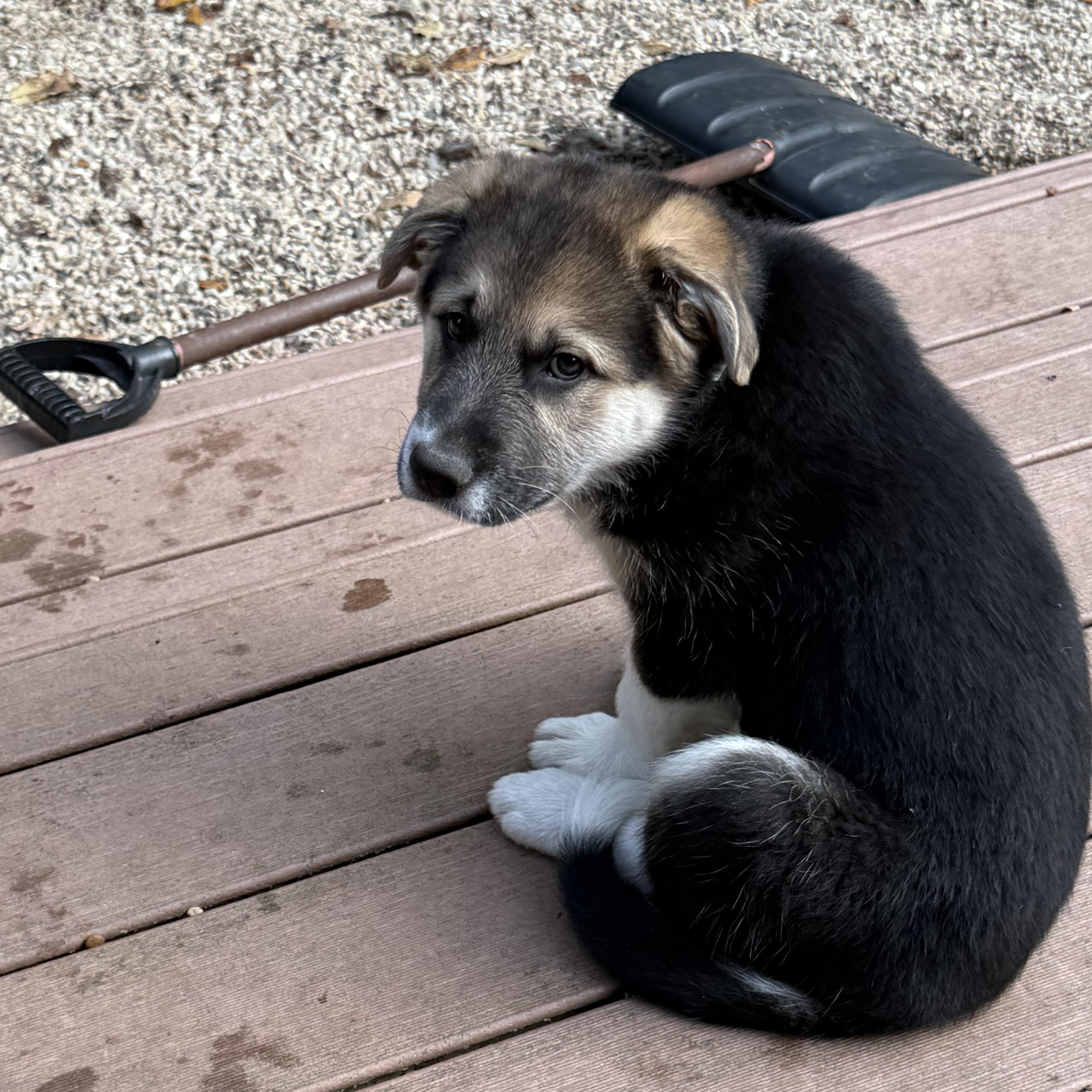Sugar (M), Adoptable, Puppy Male Labrador Retriever.