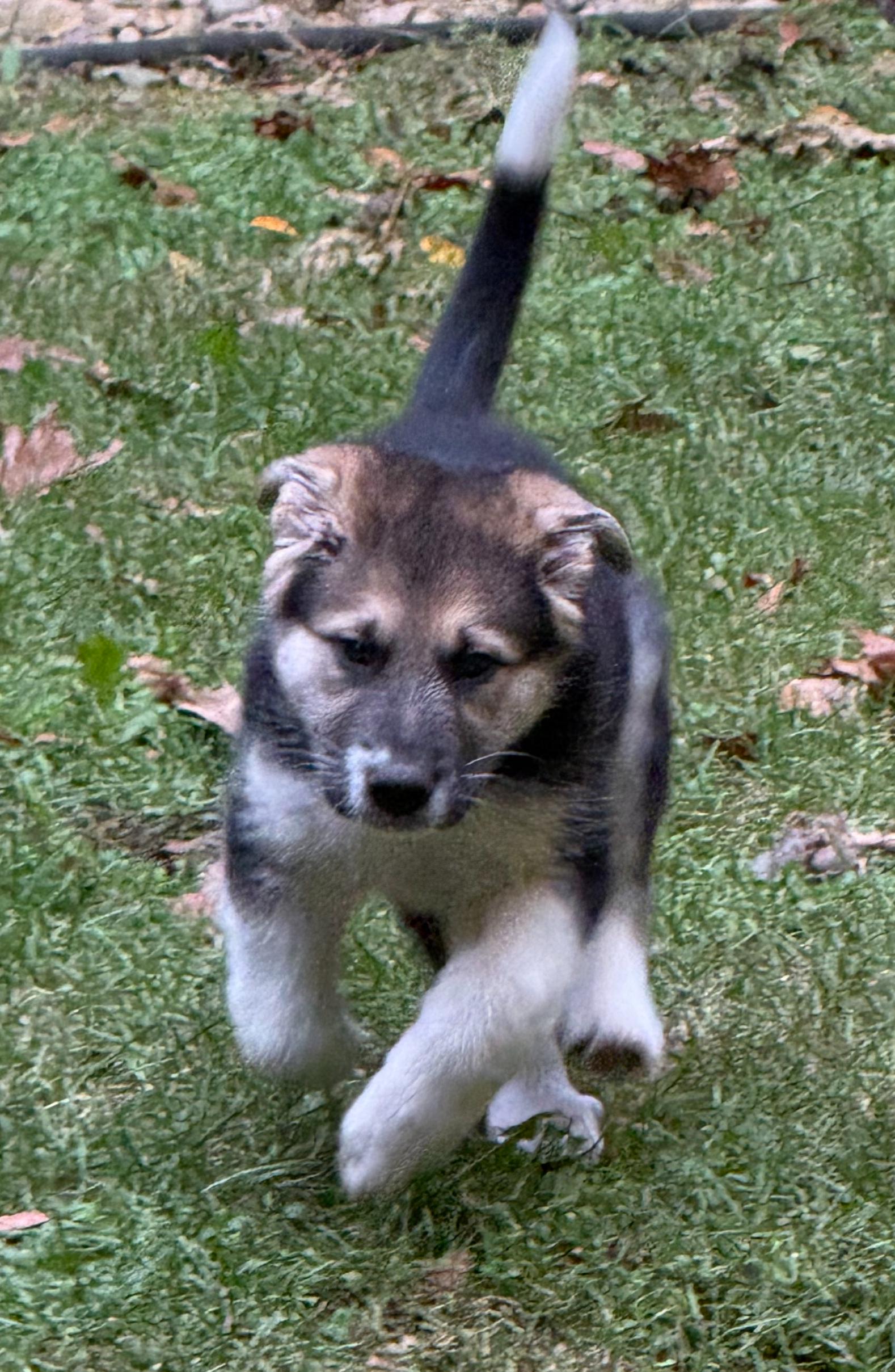 Enlarge Sugar (M), a Adoptable mixed breed in Sun Prairie, WI image 2/3