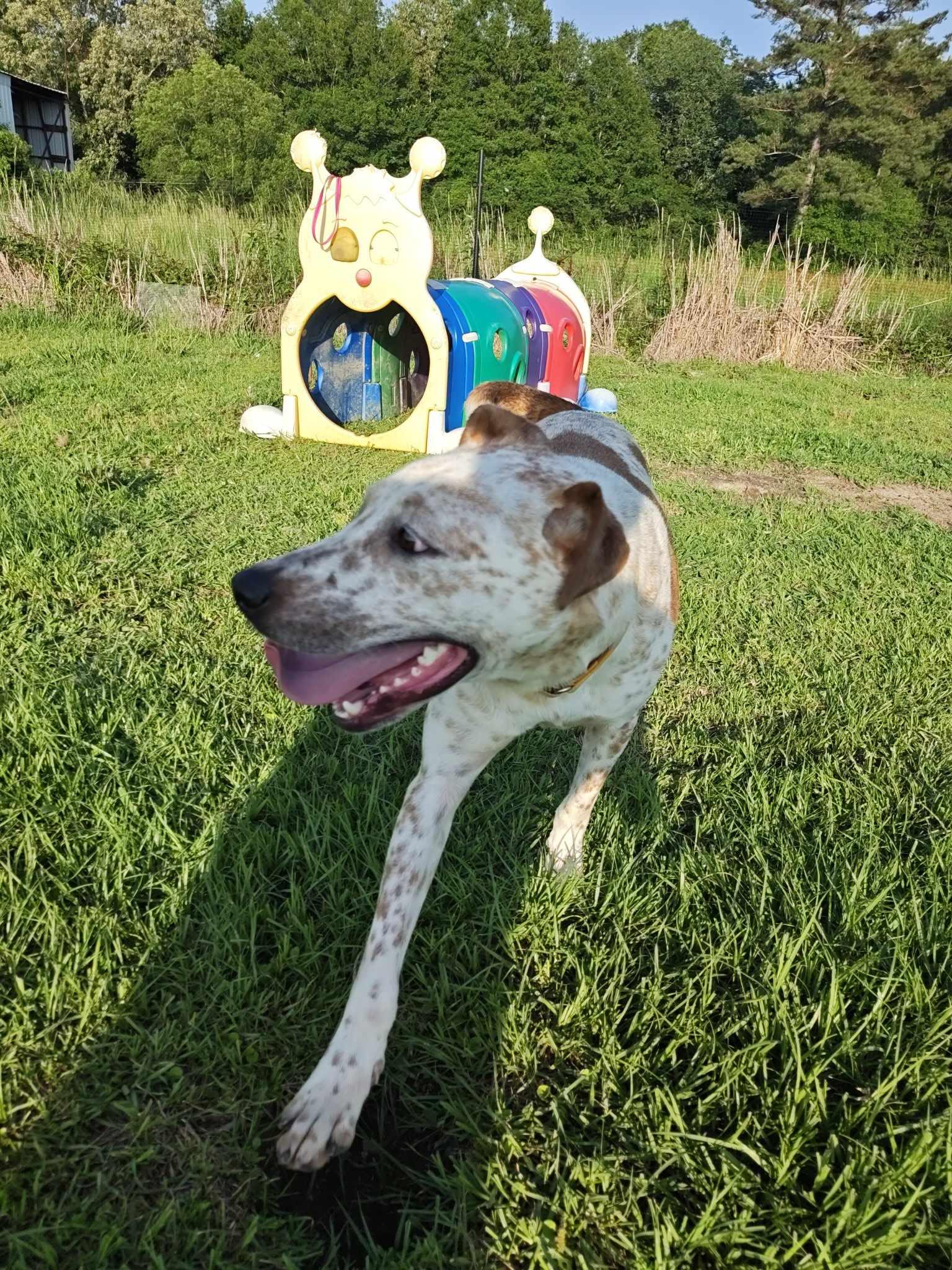 Donald, Adoptable, Young Male Lancashire Heeler.