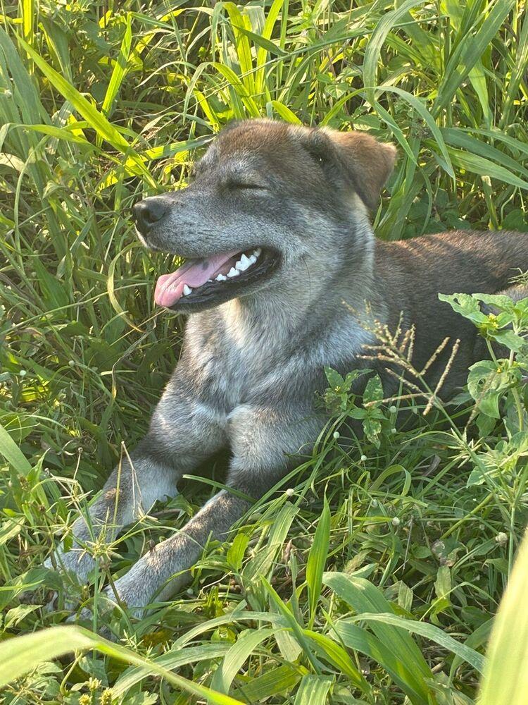 Enlarge Mika, a Adoptable mixed breed in Naranjito, PR image 1/5