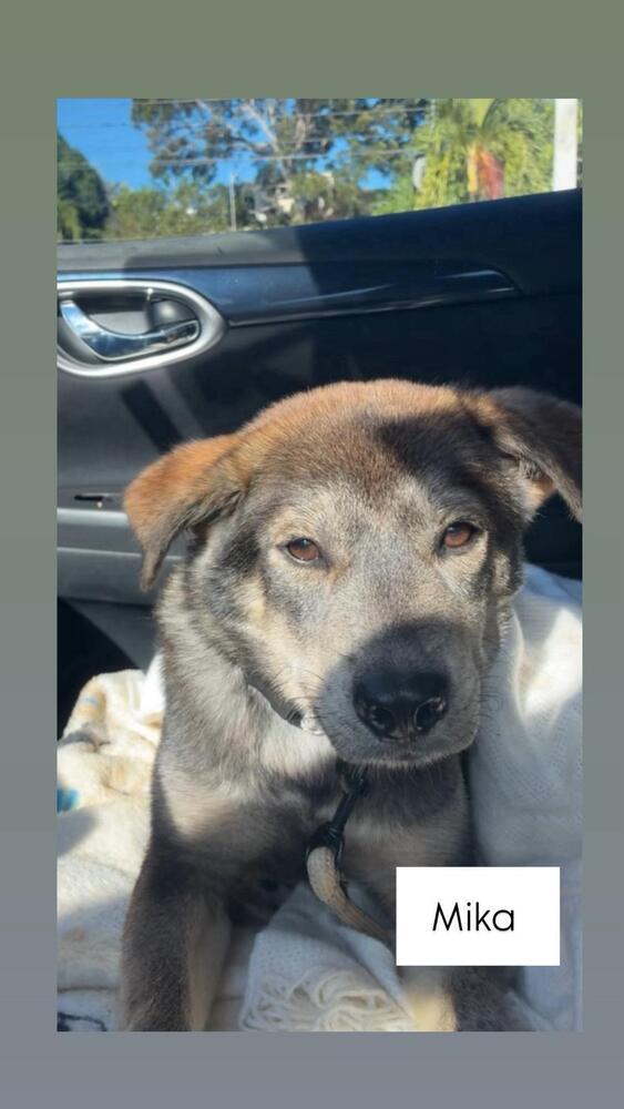 Enlarge Mika, a Adoptable mixed breed in Naranjito, PR image 2/5