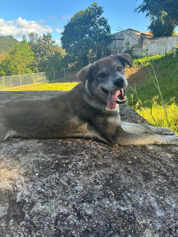 Enlarge Mika, a Adoptable mixed breed in Naranjito, PR image 3/5