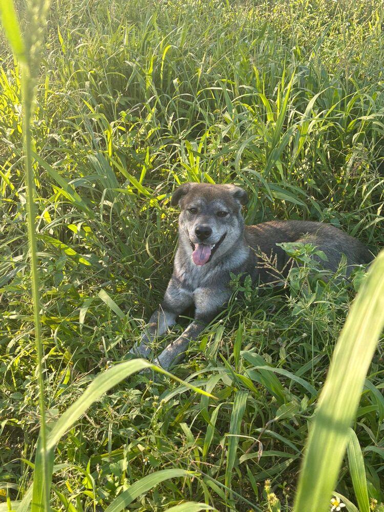 Enlarge Mika, a Adoptable mixed breed in Naranjito, PR image 4/5