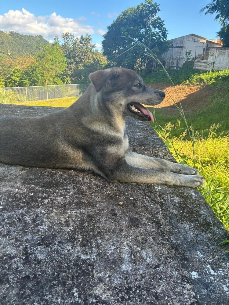 Enlarge Mika, a Adoptable mixed breed in Naranjito, PR image 5/5