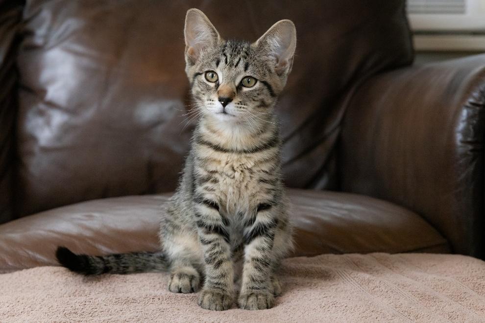 Ozzie, ADOPTABLE, Kitten Female Domestic Short Hair.