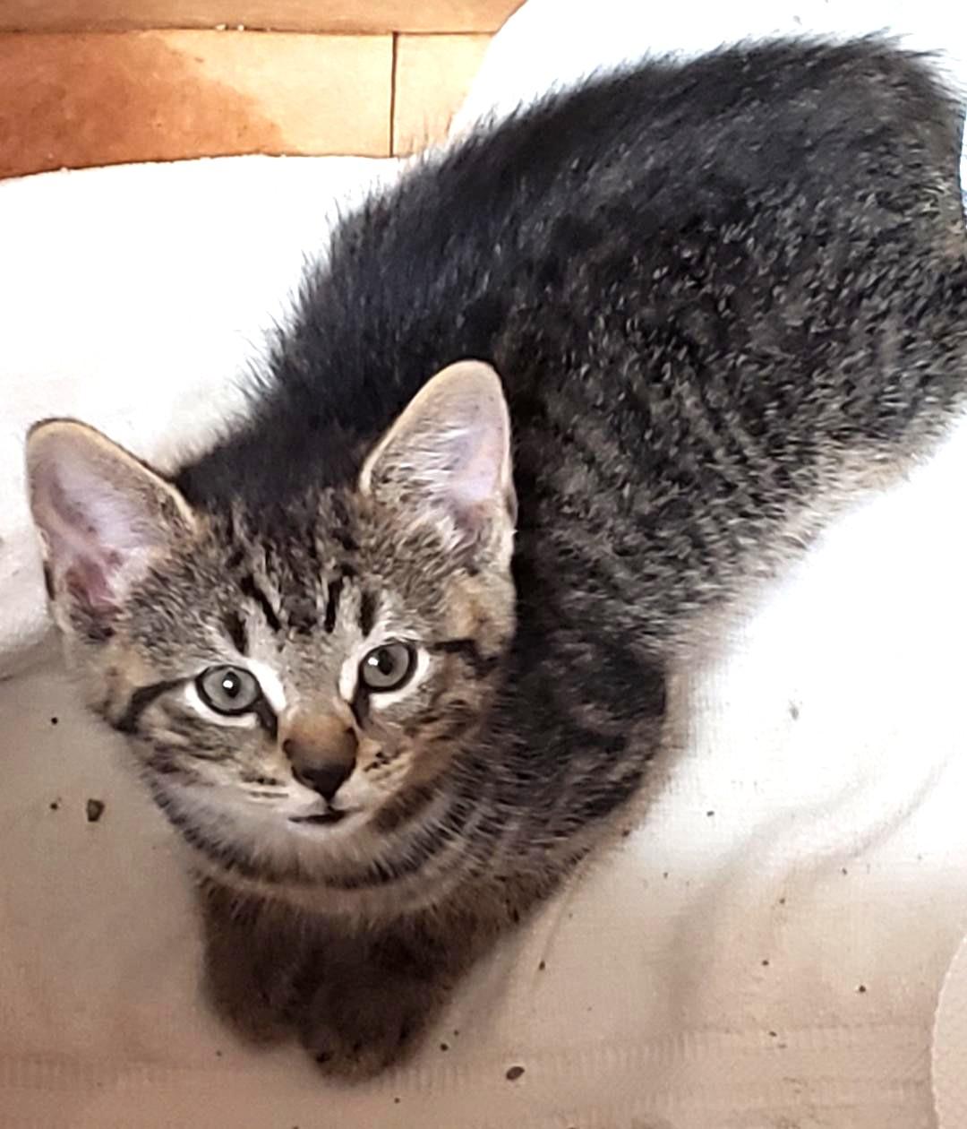 Ozzie, ADOPTABLE, Kitten Female Domestic Short Hair.