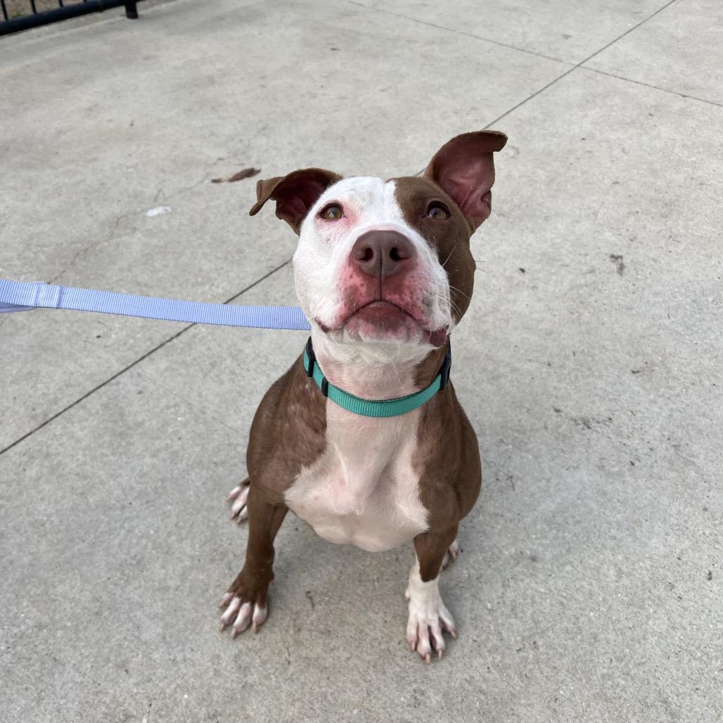 Enlarge Pink, a Adoptable Mixed Breed in Jacksonville, FL image 1/6