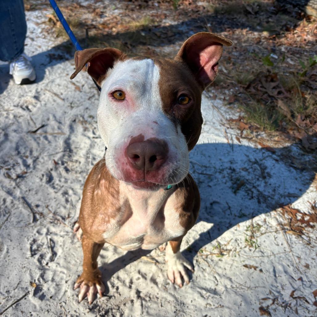 Enlarge Pink, a Adoptable Mixed Breed in Jacksonville, FL image 2/6