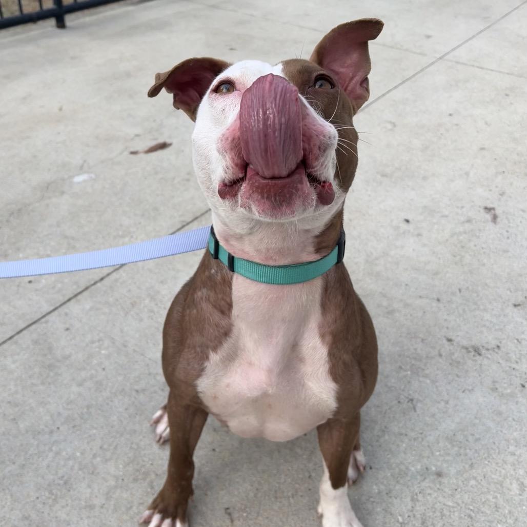 Enlarge Pink, a Adoptable Mixed Breed in Jacksonville, FL image 3/6