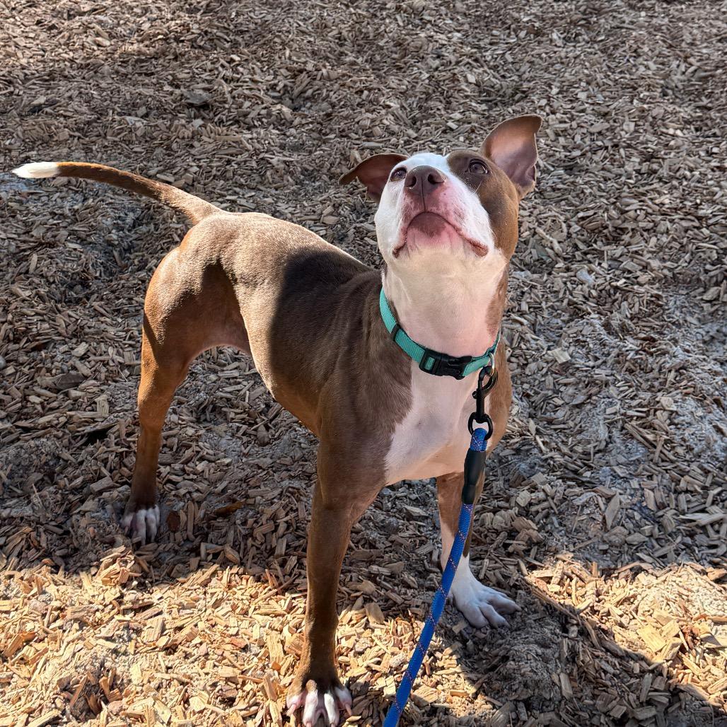 Enlarge Pink, a Adoptable Mixed Breed in Jacksonville, FL image 3/6