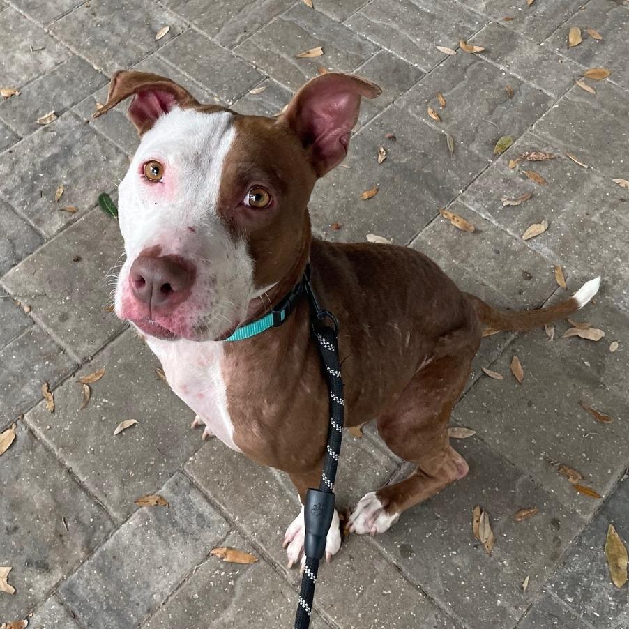 Enlarge Pink, a Adoptable Mixed Breed in Jacksonville, FL image 4/6