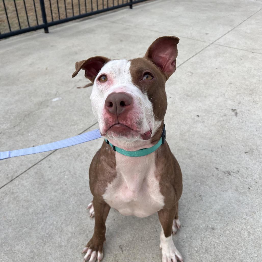 Enlarge Pink, a Adoptable Mixed Breed in Jacksonville, FL image 5/6