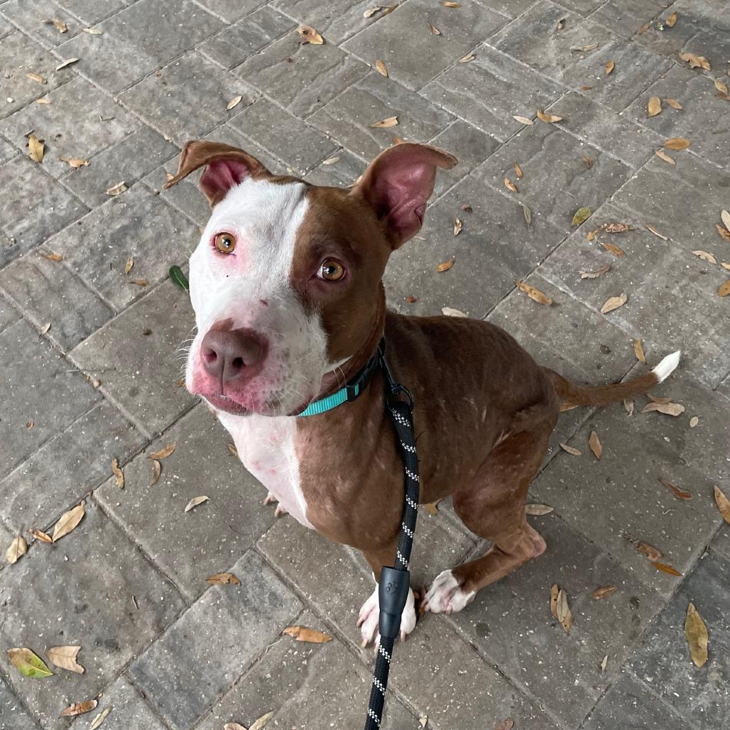 Pink, Adoptable, Adult Female Mixed Breed.