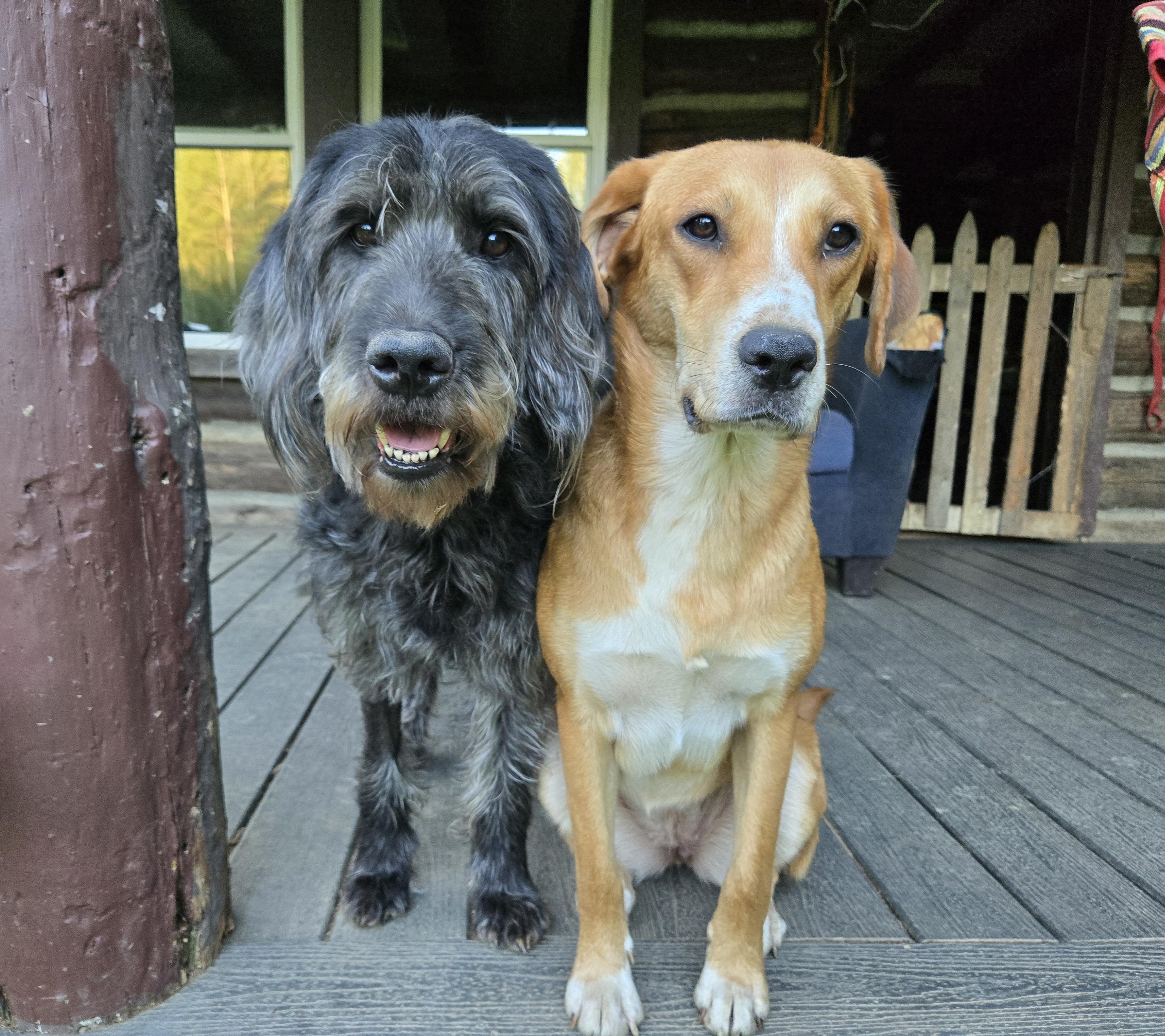 Leia Kane, an adoptable Labradoodle, Poodle in Friendship, NY, 14739 | Photo Image 1