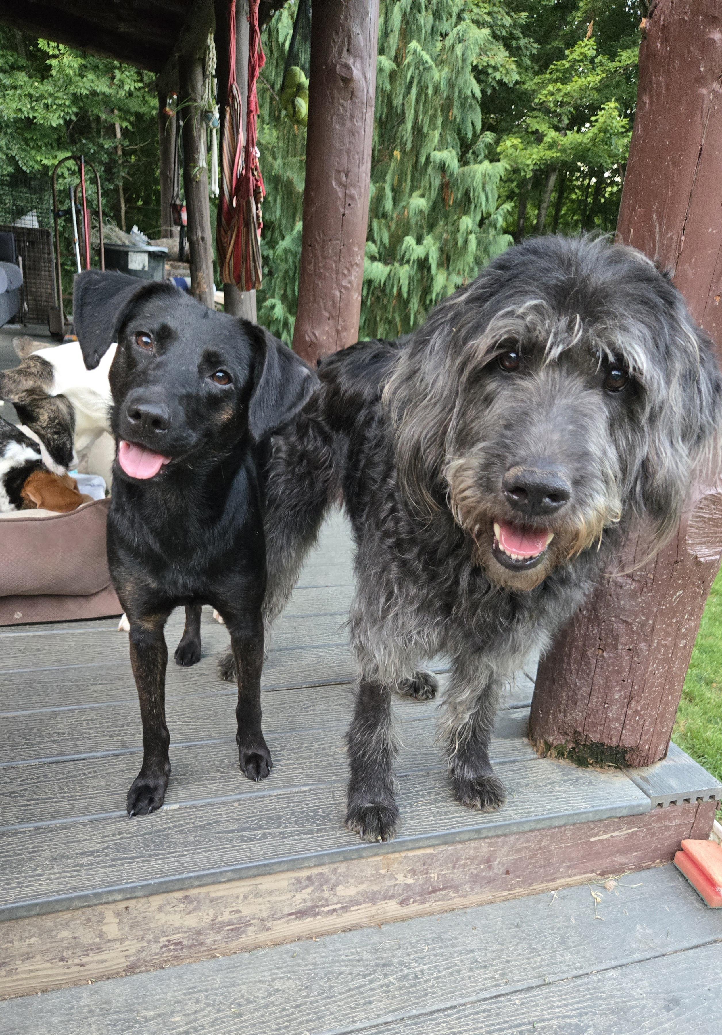 Leia Kane, an adoptable Labradoodle, Poodle in Friendship, NY, 14739 | Photo Image 4