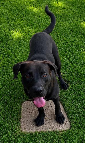 Waylon 9, ADOPTABLE, Young Male Black Labrador Retriever.