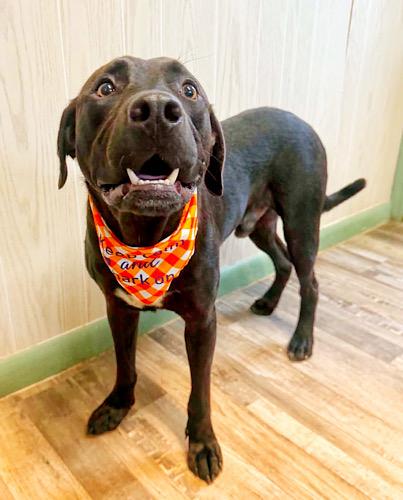 Enlarge Waylon 9, a ADOPTABLE mixed breed in Killingworth, CT image 2/6