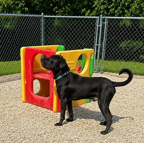 Enlarge Waylon 9, a ADOPTABLE mixed breed in Killingworth, CT image 3/6