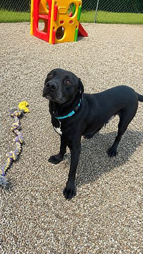 Enlarge Waylon 9, a ADOPTABLE mixed breed in Killingworth, CT image 4/6