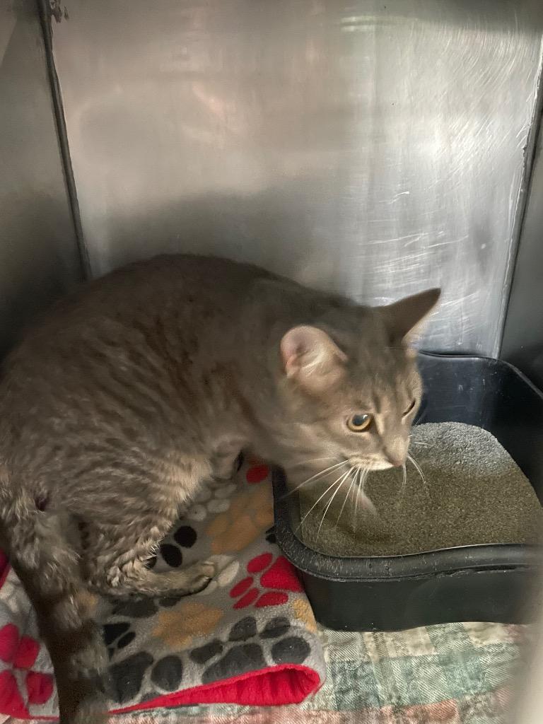 Preppy, Adoptable, Adult Female Domestic Short Hair.