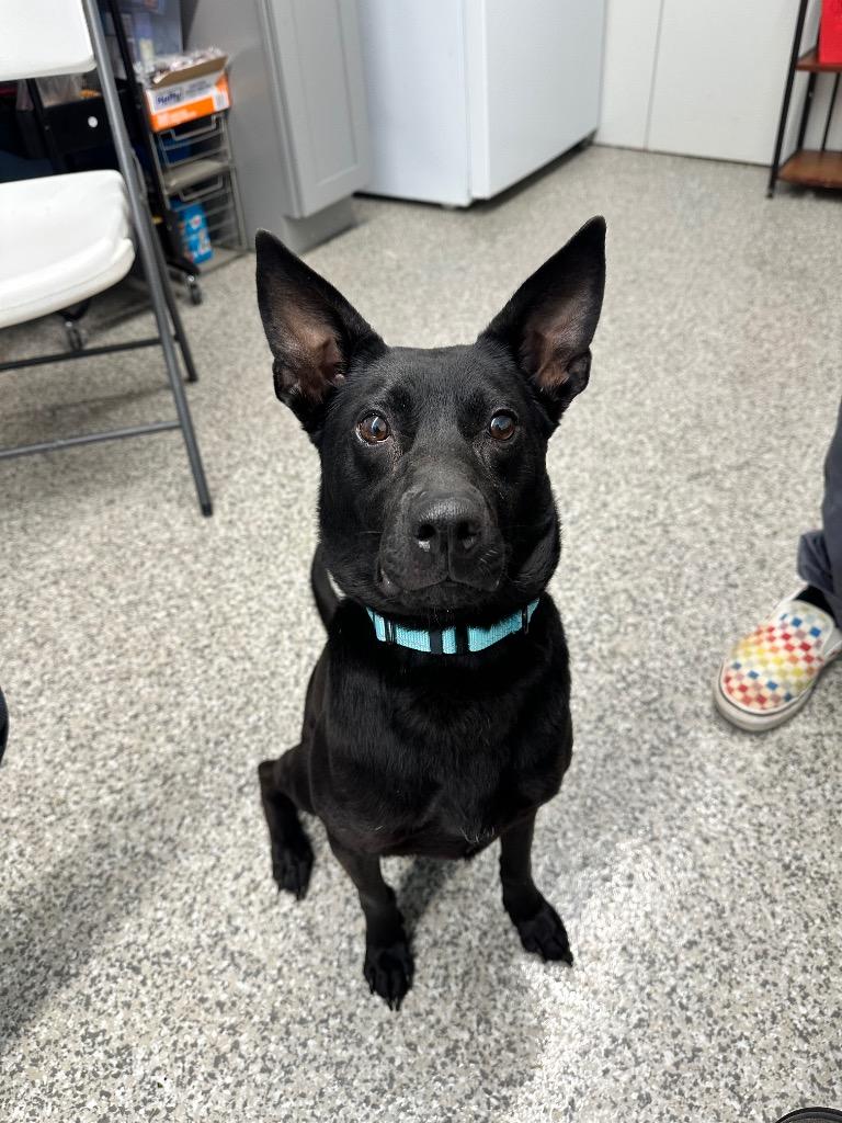 Enlarge Jessee, a Adoptable mixed breed in Blountville, TN image 1/3