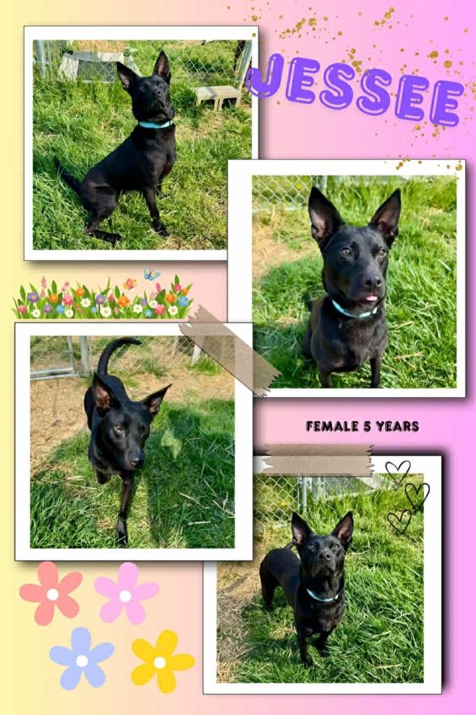 Enlarge Jessee, a Adoptable mixed breed in Blountville, TN image 2/3