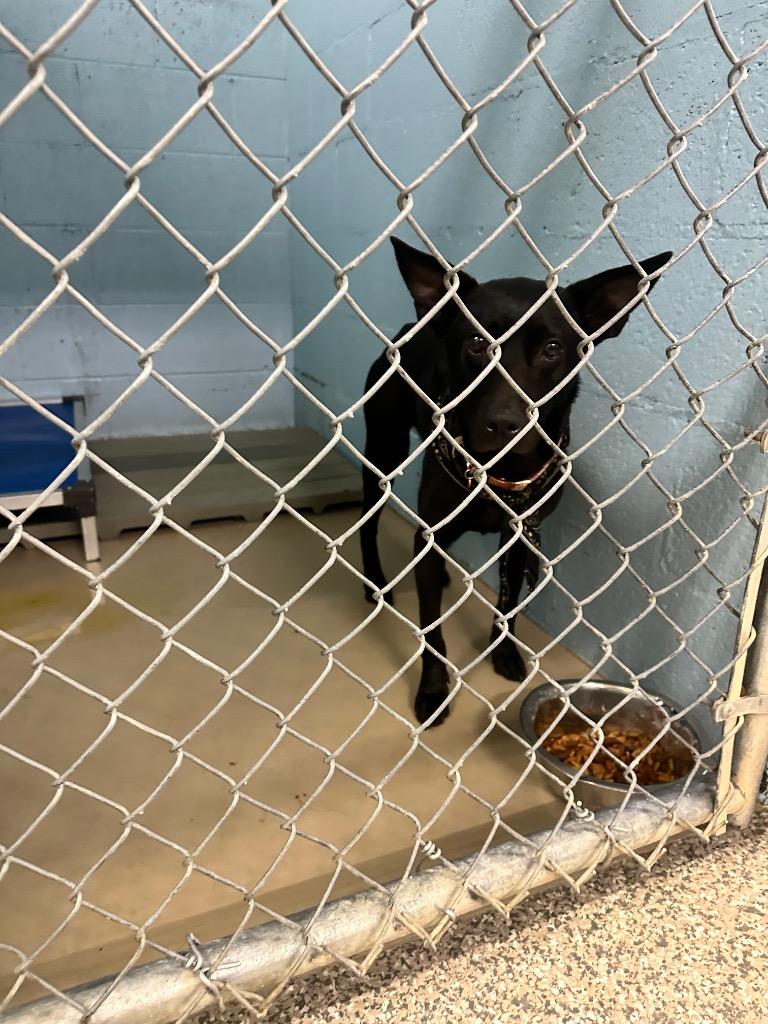 Enlarge Jessee, a Adoptable mixed breed in Blountville, TN image 3/3