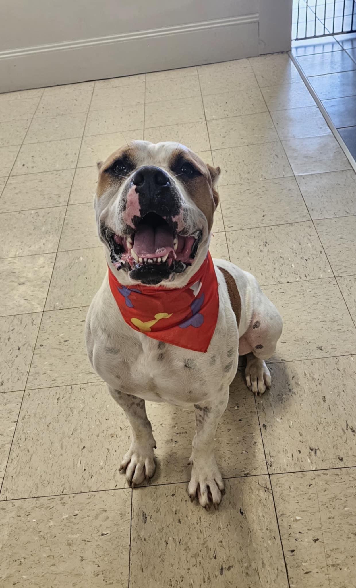 Seger, a Adoptable Cane Corso in Wapakoneta, OH image 1/6