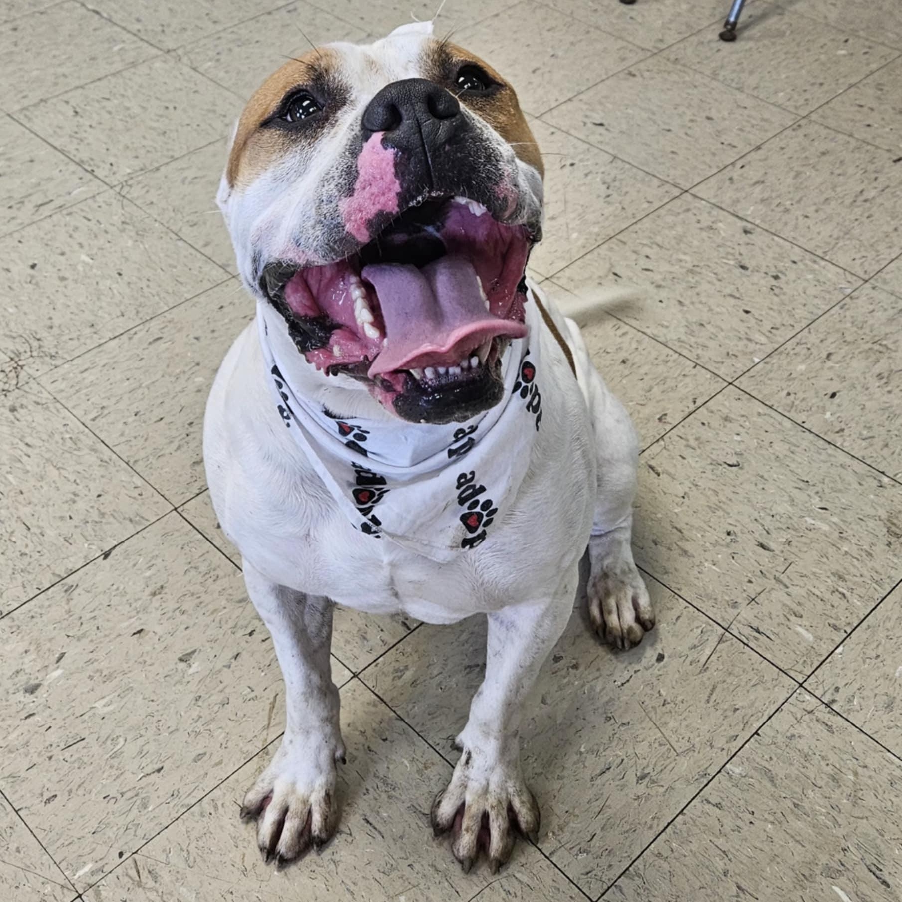 Seger, a Adoptable Cane Corso in Wapakoneta, OH image 2/6