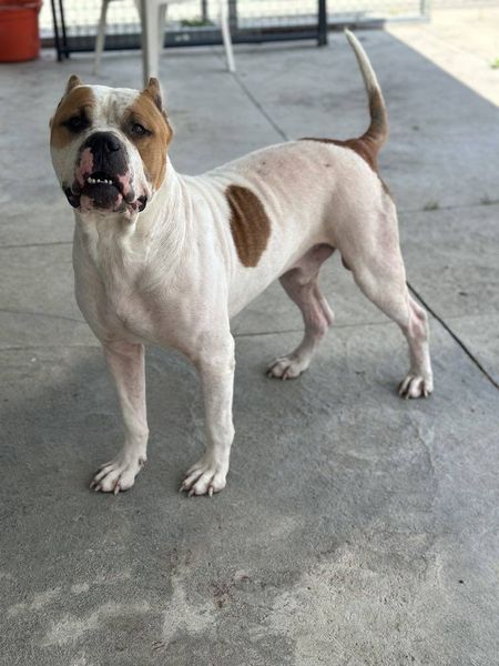 Seger, Adult Male unknown