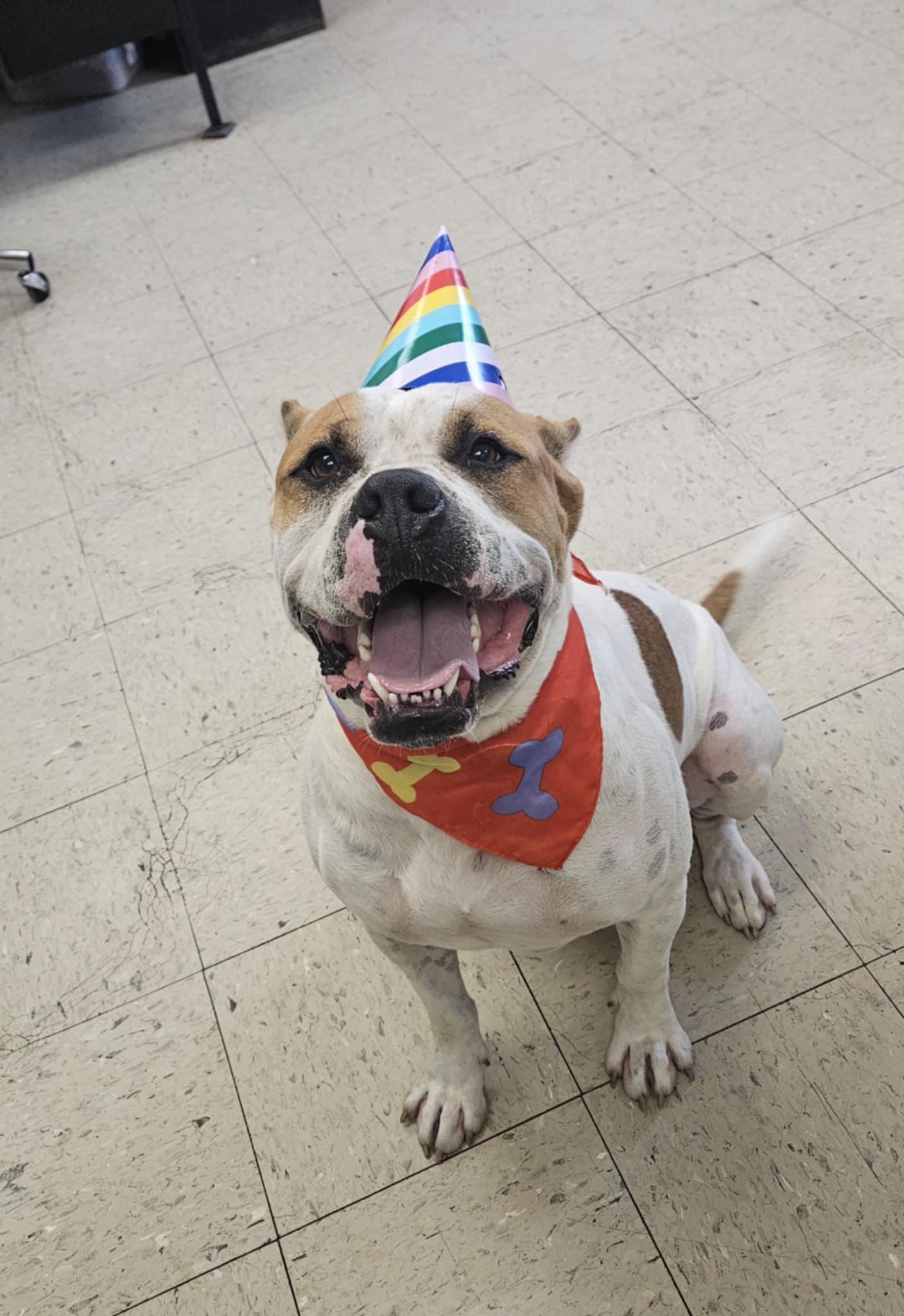 Seger, a Adoptable Cane Corso in Wapakoneta, OH image 3/6