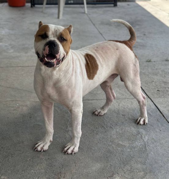 Seger, a Adoptable Cane Corso in Wapakoneta, OH image 4/6